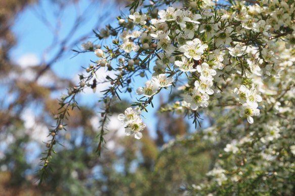 Birds now visit the flowering plants in the garden.