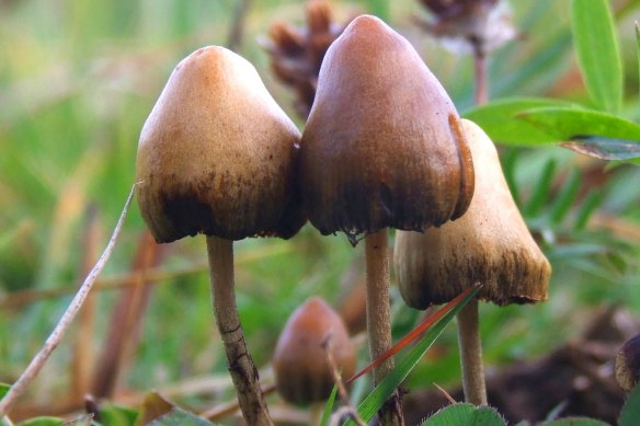 Did fungi containing psilocybin help us become more than rather basic hominids?