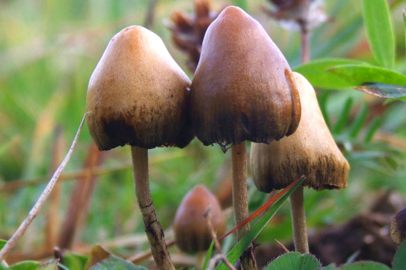 Psilocybin is the active ingredient in magic mushrooms. 