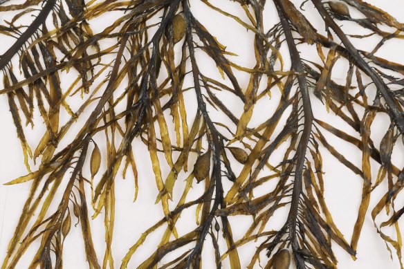Jennifer Turpin and Michaelie Crawford pressed, wrangled and dried large sheets of seaweed over several months to create their diaphanous works.