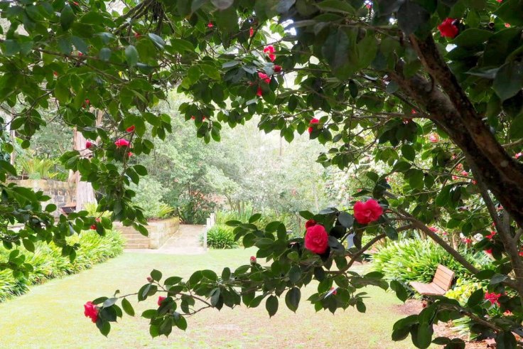 One of the world's most significant camellias is in ... Hornsby