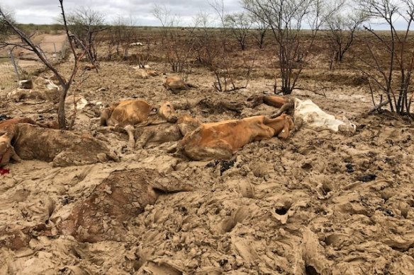 Cattle killed by flooding on Eddington station 20km West of Julia Creek, Queensland
