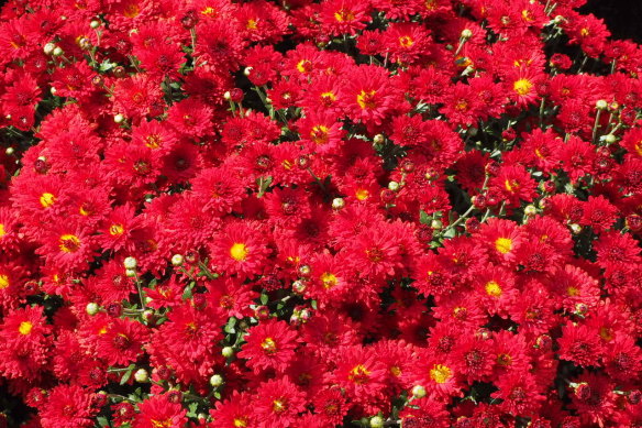 Japanese chrysanthemum deals