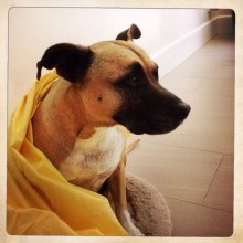 Pet supply store companies online