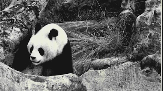 Giant panda Xiao Xiao at play