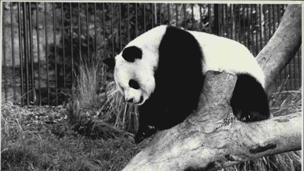 Giant panda Xiao Xiao at play