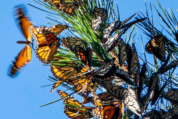 Monarch butterflies cluster together at the Monarch Butterfly Sanctuary in Pacific Grove, California.