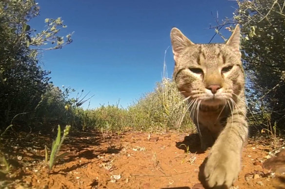 NSW will lead a national effort to reduce the numbers of feral cats in Australia. 