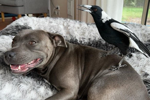 The real Molly the magpie with Peggy the Staffy. 