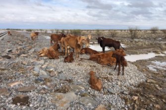 Cattle at Eddington Station in northwest Queensland already emaciated by drought now huddle on high ground due to devastating flooding