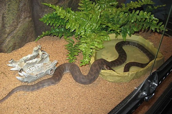 Getting a new cave for your pet snake will keep it excited. 