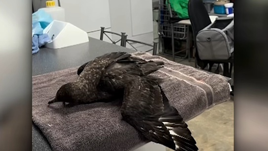 The brown skua pictured was found sick on a beach near Esperance, Western Australia. It was later confirmed to be the first case of the deadly H5N1 variant in Australia.