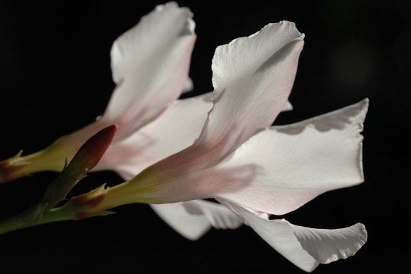 White oleander is an ingredient in the fragrance Drew Barrymore Flower.