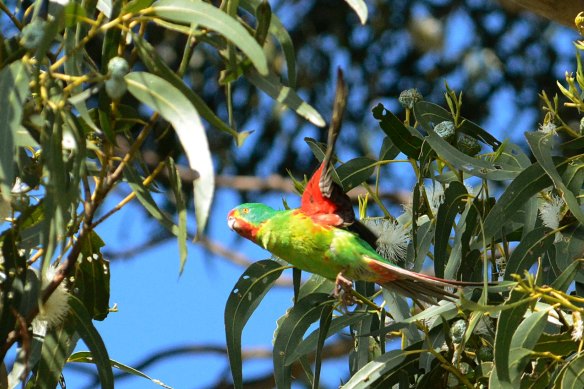 Taking flight: the critically endangered swift parrot