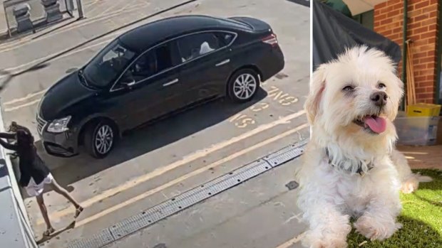 Perth woman jailed for throwing dog off car park roof