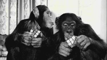 When chimps tackle a puzzle, their solution is tied to the specific objects and contexts in which they first learned to solve the problem.