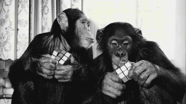 When chimps tackle a puzzle, their solution is tied to the specific objects and contexts in which they first learned to solve the problem.