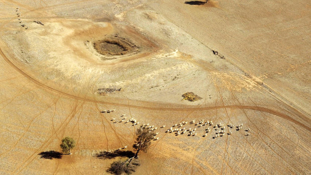 Sheep wonder parched land near a dry reservoir on a Condobolin property 460 kilometers northwest of Sydney.