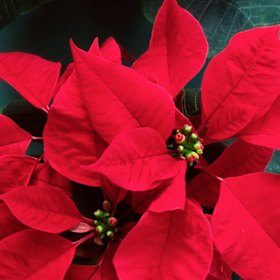 Poinsettias are at their best in winter. There are better options for an Australian Christmas.