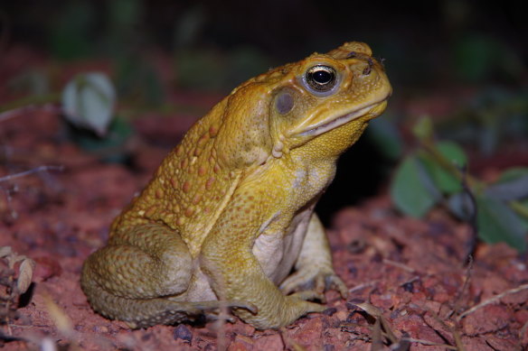 A Queensland cane toad, like the one found in Coogee this week.