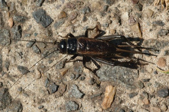 The black field cricket is a native species.