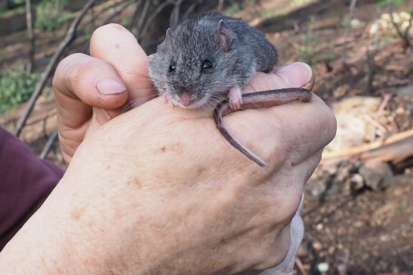 The critically endangered smoky mouse lost as much as 90 per cent of its habitat in the 2019-20 bushfires. The government plans to survey one of its two known habitats - in the Kosciuszko National Park - over the next year to track how the animal is recovering.