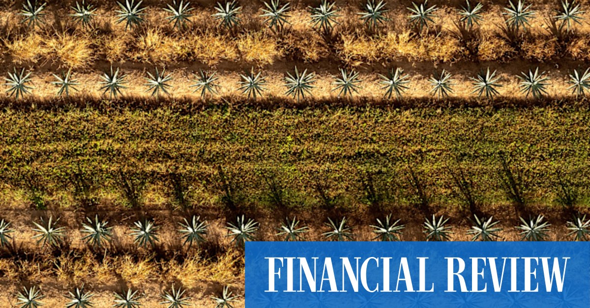 Top Shelf International Holdings in 40m recap, Salter Brothers in