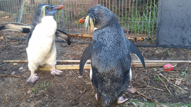 The department thanked the WA Seabird Rescue and FAWNA volunteers for housing and feeding these penguins. 