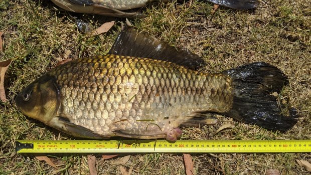 Biologist reels in ‘world’s longest goldfish’ from suburban lake in Perth