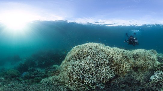 Coral bleaching near Lizard Island on the Great Barrier Reef during 2016.