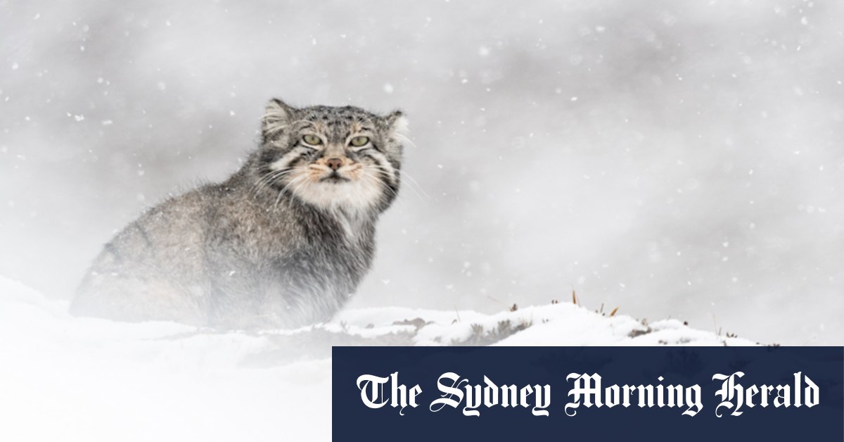 The Velvet Queen review: Snow leopard search - Vimarsana News