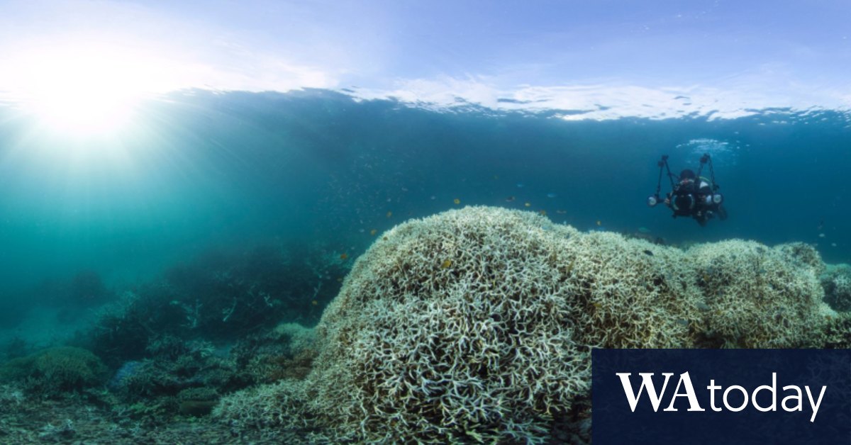 Barrier Reef doomed as up to 99 of coral at risk, report finds