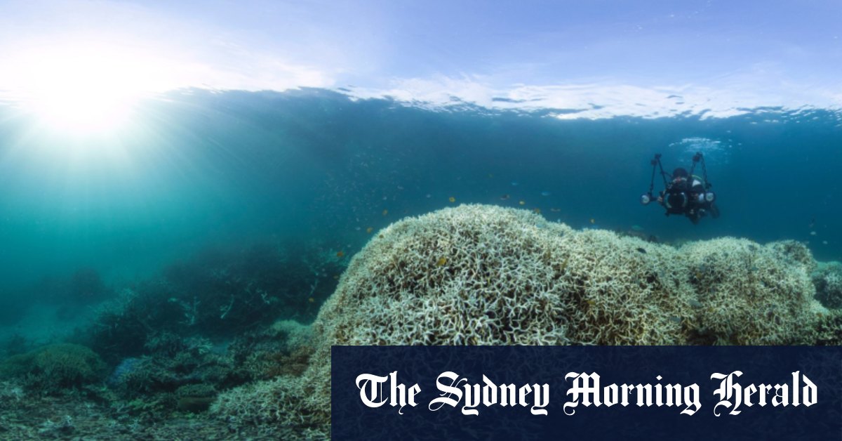 Reef barrier sentenced to 99% of corals at risk, the report reveals