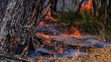 Photo of the bushfire scene near the town of Gembrook on Sunday 3 March 2019. 