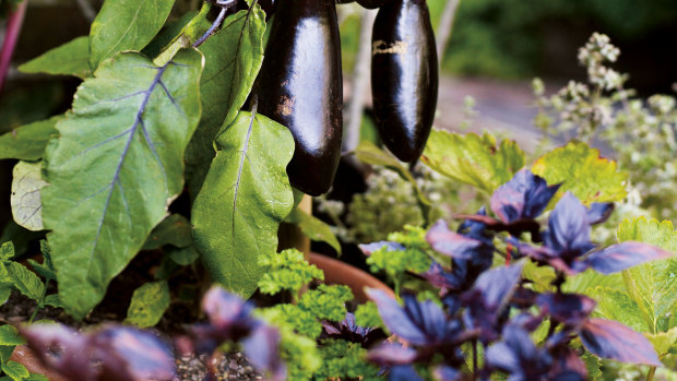 Eggplants are both an edible and ornamental option for containers.