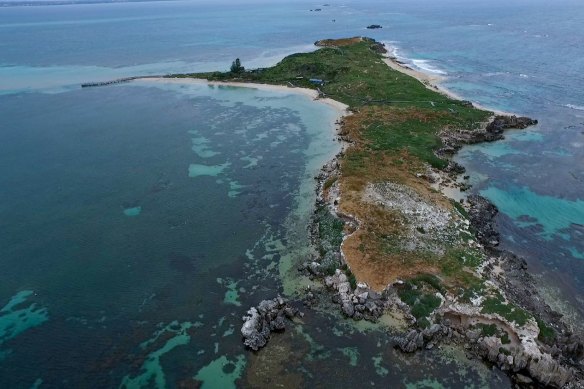 Penguin Island is just off the WA coast from Rockingham.