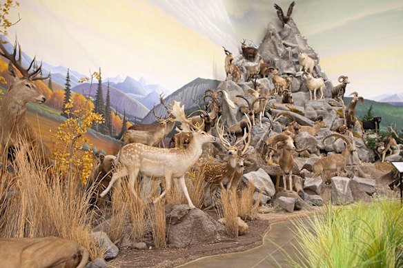 Inside the Northeastern Nevada Museum.