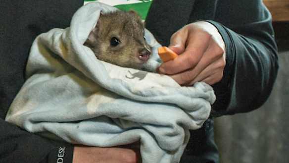 Canberra's eastern bettong to get more protection