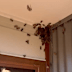 Residents across Sydney and southern NSW have reported a huge influx of moths in and around their homes recently.