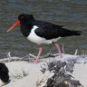 Volunteers work around the clock to protect eggs of pied oystercatcher