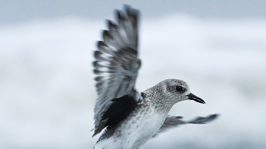 The Grey Plover is in precipitous decline.