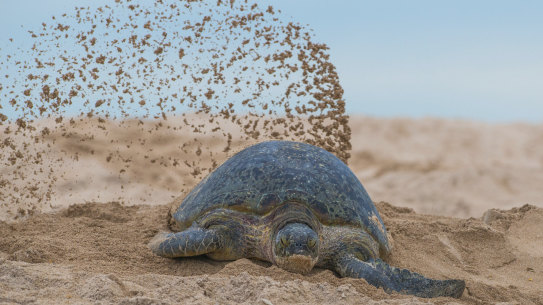 A Raine Island green turtle after nesting.