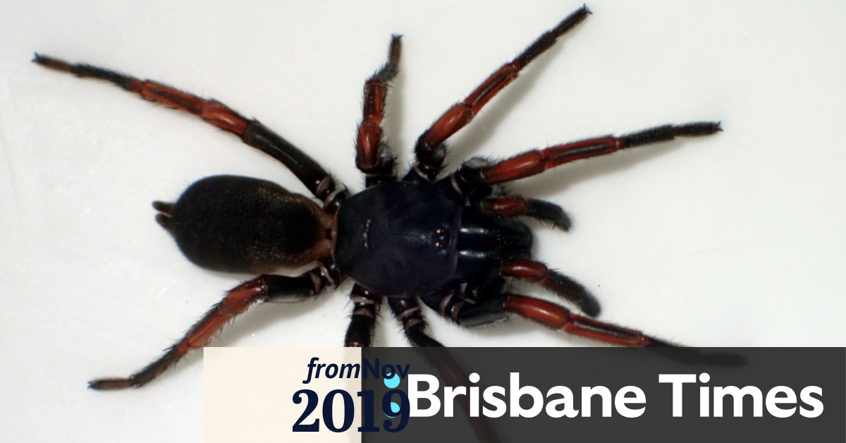 Queensland Museum Wants Public To Name A New Species Of Spider