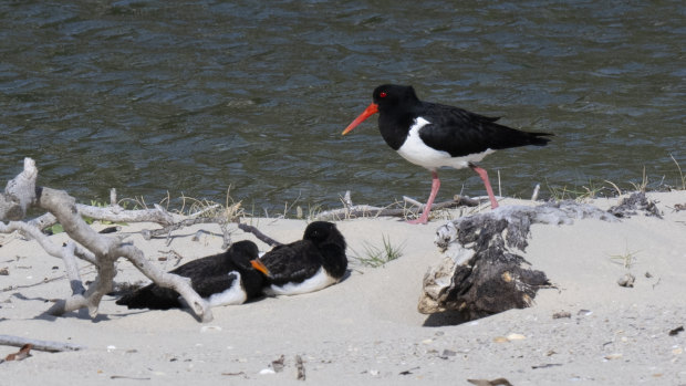 Volunteers work around the clock to protect eggs of pied oystercatcher