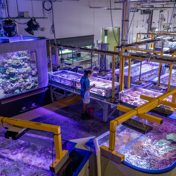 The National Sea Simulator near Townsville, in which climatic conditions can be manipulated to aid coral research.