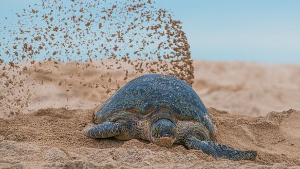 A Raine Island green turtle after nesting.