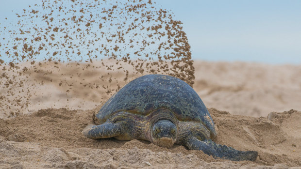 A Raine Island green turtle after nesting.