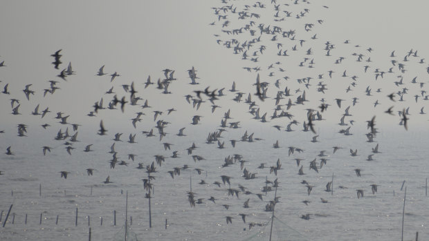 Flocks of shorebirds take wing in the early morning on the Yellow Sea, China.