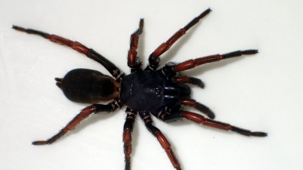 Queensland museum is calling for submissions to name a new species of trapdoor spider discovered north of Brisbane