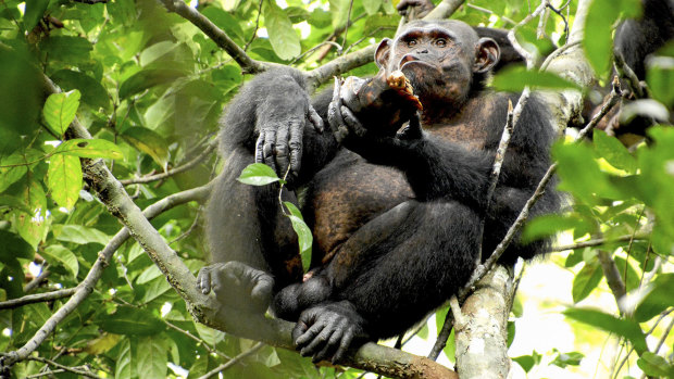 A wild chimpanzee eats a tortoise, whose hard shell was cracked open against tree trunks before the meat was scooped out, at the Loango National Park in Gabon in central Africa.